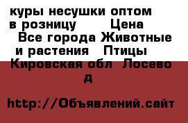 куры несушки.оптом 160 в розницу 200 › Цена ­ 200 - Все города Животные и растения » Птицы   . Кировская обл.,Лосево д.